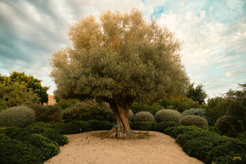 tree of life