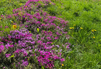 Obraz premium Pink flowers alpine phlox and dandelions on meadow 