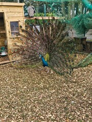 Obraz premium peacock with feathers