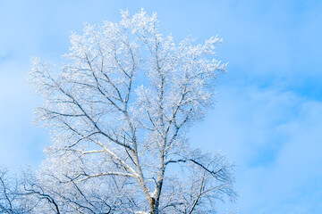 winter forest birch trees in blue haze against blue sky