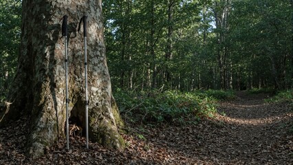 Trekking poles leaning against tree in sunlit forest trail disappearing into shadows