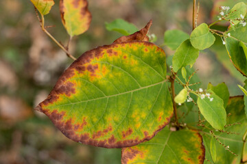 Autumn Leaves in Vibrant Colors Close-Up