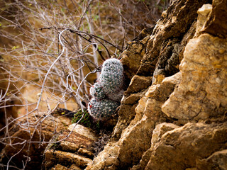 close up of a stone with a cactus growing