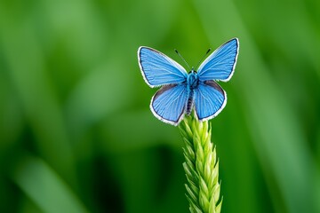 A Common Blue (Polyommatus icarus) found in North Hesse, Hesse and elsewhere in Germany and Europe.