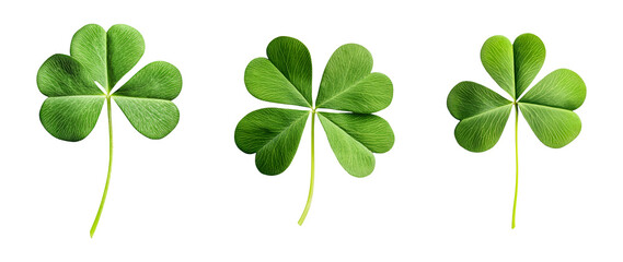 Three green clover leaves isolated on white background shamrock Saint Patrick's Day symbol nature spring luck Irish celebration leaf plant botany floral design element cut out clipping path fortune