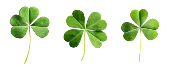 Three green clover leaves isolated on white background shamrock Saint Patrick's Day symbol nature spring luck Irish celebration leaf plant botany floral design element cut out clipping path fortune