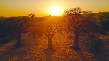 Golden hour light illuminates a group of baobab trees in the African savanna during a dramatic sunset.
