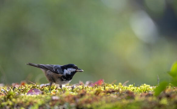 coal tit with a seed in its beak, resting on the ground in autumn