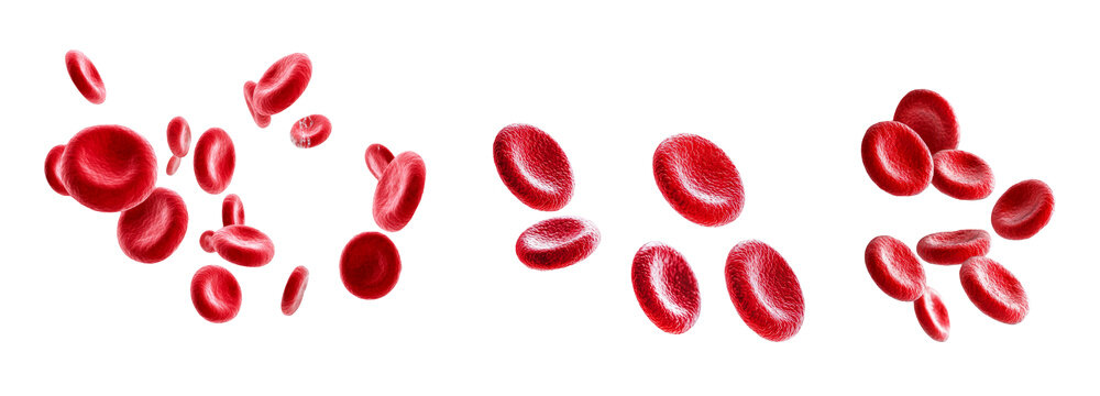 Red blood cells erythrocytes isolated on white background healthcare and medical zoom microscopic 3d render illustration hematology blood vessel erythrocyte flow biology science anatomy transfusion