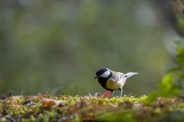 Bird in autumn, resting on the ground with moss and leaves