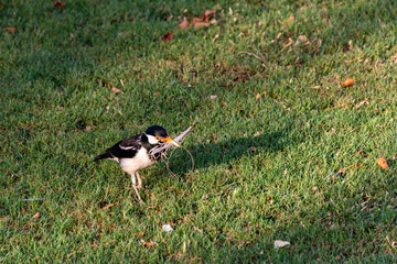 Asian Pied Starling preparing to build the nest.