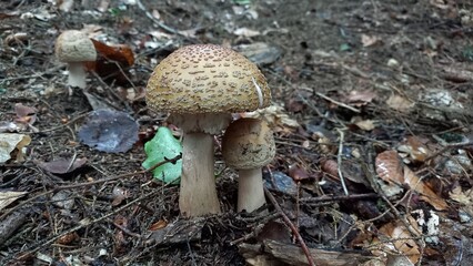 Forest mushroom. White mushroom. Fly agaric. Poisonous mushroom.