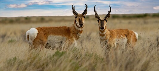 The pronghorn antelope is a species of artiodactyl mammal indigenous to interior western and central North America.
