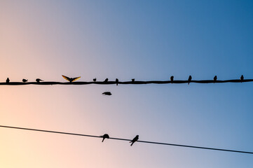 Des oiseaux sur un fil, l'un d'eux écartant ses ailes