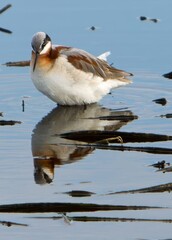 Wilsons Phalarope feeding in a wetland