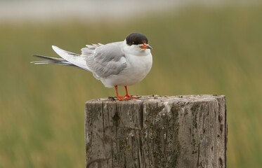 Comon tern.  The common tern is a seabird in the family Laridae.