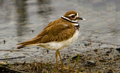 The killdeer is a medium-sized plover. It is a noisy bird, whose English name comes from its...