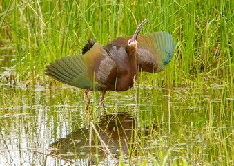 A white faced ibis doing his mating rutual, with wings spread and head pointing up.  It is a wading bird in the ibis family Threskiornithidae.