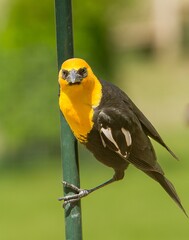 The yellow-headed blackbird is a medium-sized blackbird, and the only member of the genus Xanthocephalus. Adults have a pointed bill.