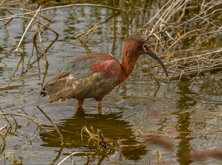 A white faced ibis  feeding in a wetland. It is a wading bird in the ibis family Threskiornithidae.