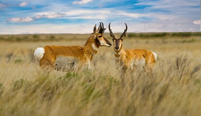 The pronghorn antelope is a species of artiodactyl mammal indigenous to interior western and central North America.