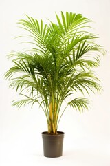 Fototapeta premium A tall palm tree is in a black pot. The tree is green and has a lot of leaves
