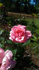 pink rose in a garden