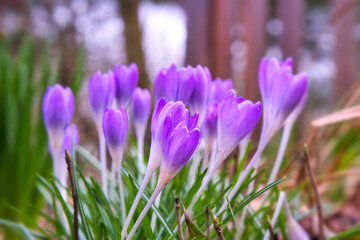 der Frühling naht