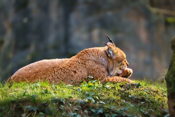 Luchs