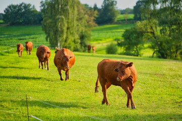 Kühe auf der Weide © Matthias