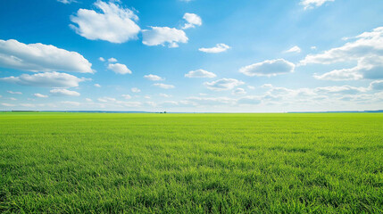 Obraz premium A large grassland with a blue sky and white clouds in the background. A flat green field with sparse plants at ground level with distant view. A horizontal composition, bright colors, natural light. 
