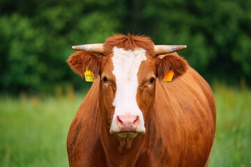 Fototapeta premium Die Kuh
