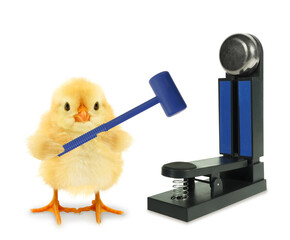 Cute chick is holding hammer or mallet near to high striker strength tester strongman game funny conceptual photo. Funny animals isolated on white background concept  © Uros Petrovic