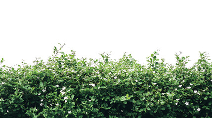 dense green bushes with small white flowers isolated on white cut out