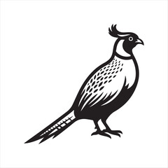 Fototapeta premium Pheasant bird on isolated white background.