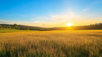Golden Meadow at Sunset