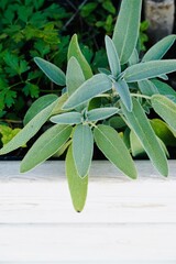 Obraz premium Sage plant grows in the garden.
