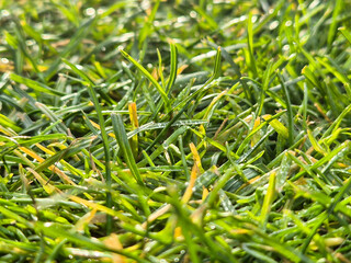 Close-up of fresh green grass with morning dew glistening under the sunlight, showcasing nature's beauty and tranquility.
