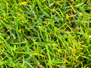 Close-up of lush green grass with dew drops, showcasing nature's beauty and detail