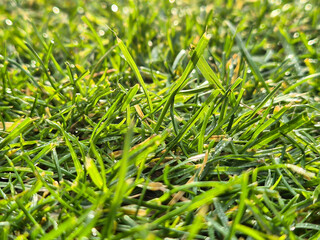 Close-up shot of fresh, vibrant green grass covered in morning dew, showcasing nature's beauty. Perfect for themes of serenity and the outdoors.