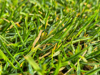 Close-up of vibrant green grass showcasing dew drops. Perfect for nature-themed designs or backgrounds.