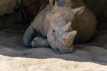 A rhino in the zoo