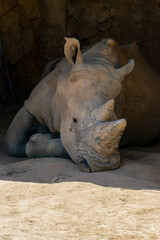 Fototapeta premium A rhino in the zoo