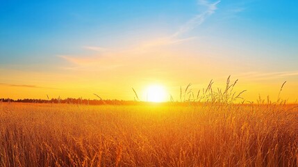 Golden Sunset Over a Field of Tall Grass