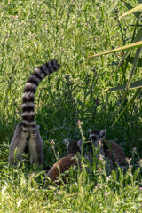 A small lemur in the grass