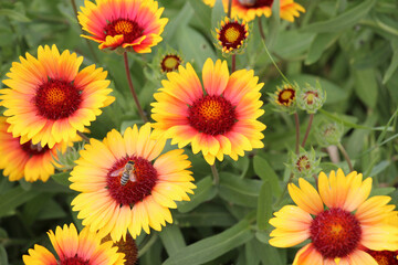 Haillardia is blooming in the garden