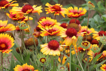 Haillardia is blooming in the garden