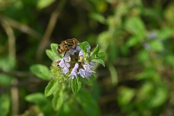 Japanese peppermint (Mentha canadaensis) flowers. Lamiaceae perennial herb. Small purple-white flowers bloom densely on the sides of the leaves.