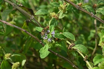 Japanese peppermint (Mentha canadaensis) flowers. Lamiaceae perennial herb. Small purple-white flowers bloom densely on the sides of the leaves.