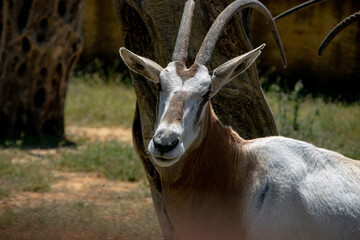A deer in the park watching around 